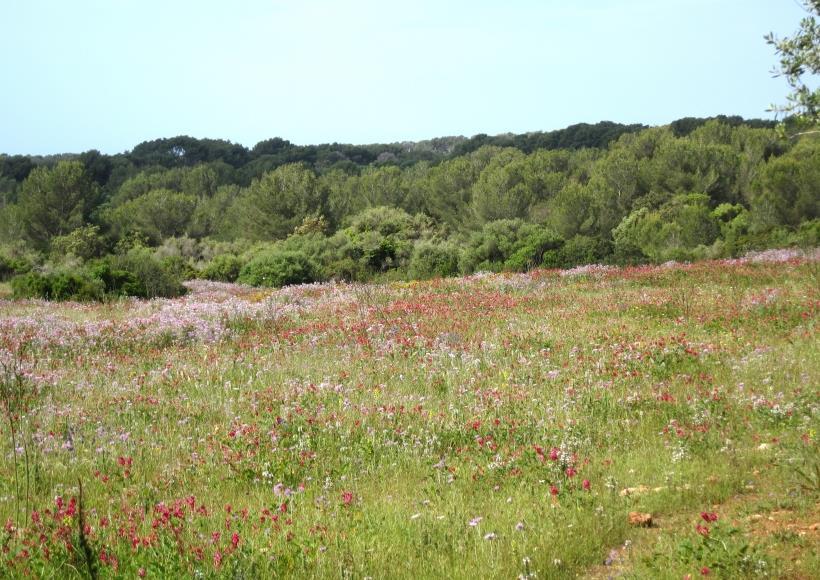 Menorca 4 th 18 th May 2018 Trip Report By Bob Shiret Spring Flower meadow above Algender Gorge Introduction This was our second visit to Menorca, last October we visited Punta Prima (see