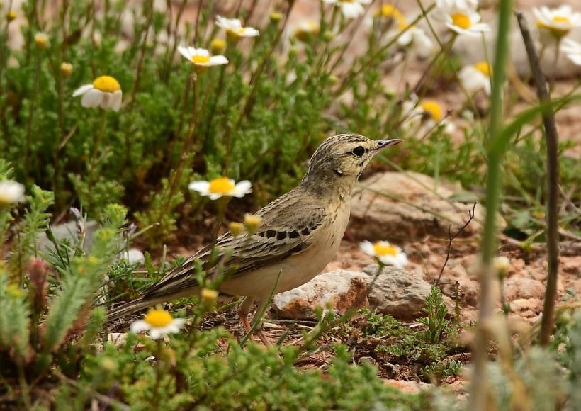 Tawny Pipit This display of