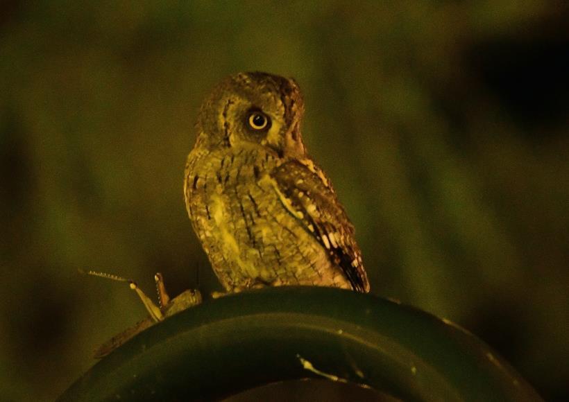 Scops Owl In the above picture you can see the owl has a large prey item which was an