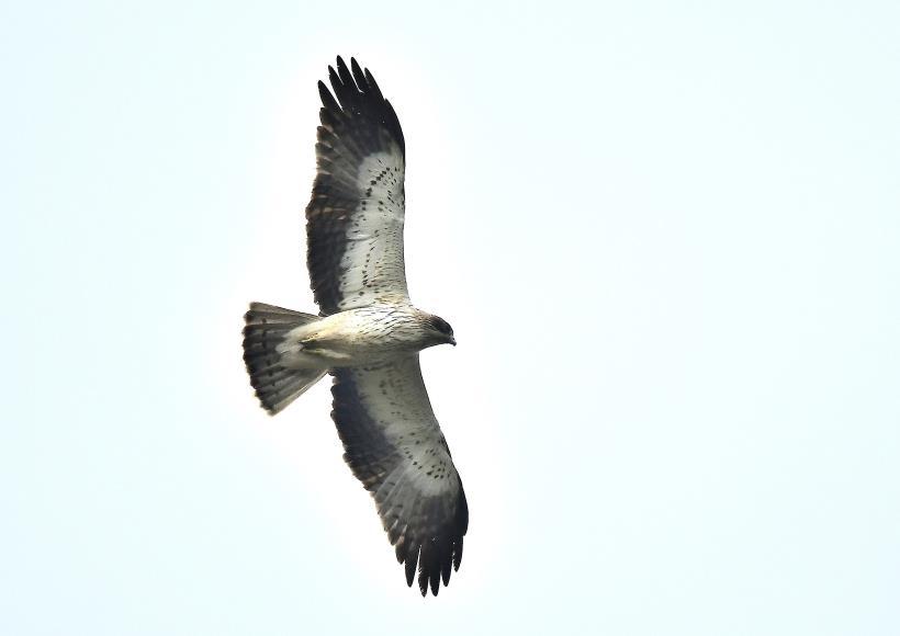 Eagle, Red Kite, Egyptian Vulture and Kestrel, all except the Peregrine were seen