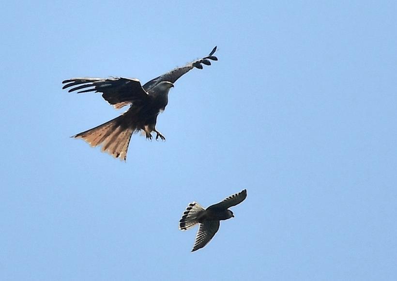 This picture shows a Red Kite being harassed by a Kestrel, a few