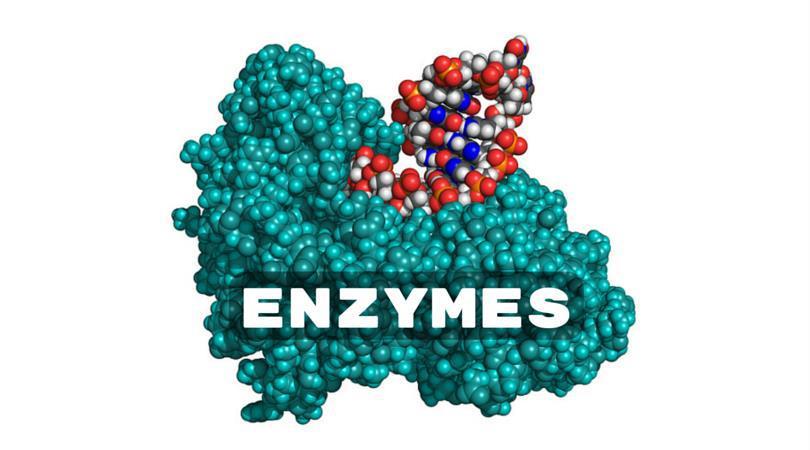 Company Overview What are enzymes? Enzymes are natural protein molecules that act as catalysts within living cells, produced by all living organisms.