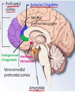 Anterior Cingulate ~ attention Insula ~ body awareness Amygdala and