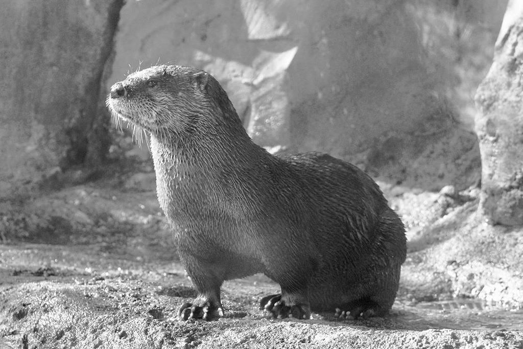 Open Otter 11 This is a cute little guy.