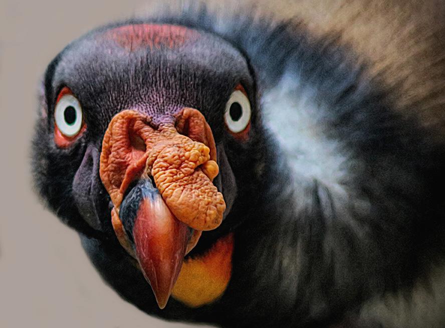 Open King Vulture 13 A face that only a mother could love.