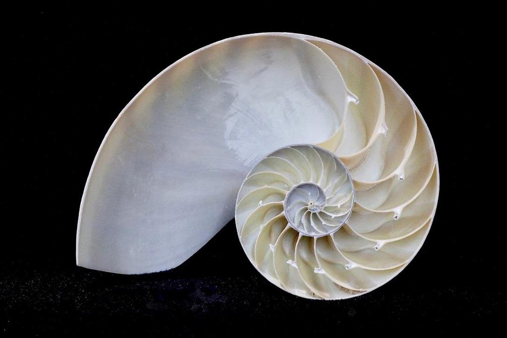 Intermediate Nautilus Shell 15 Excelent composition.
