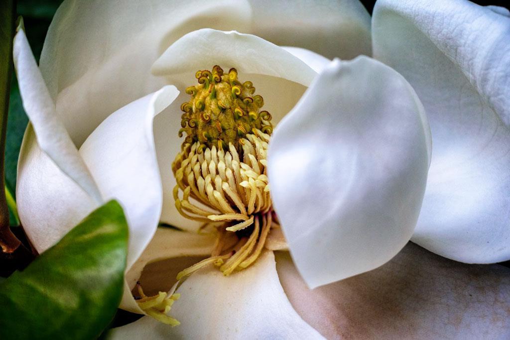 Advanced Magnolia Blossom Intimacy 15 Nice