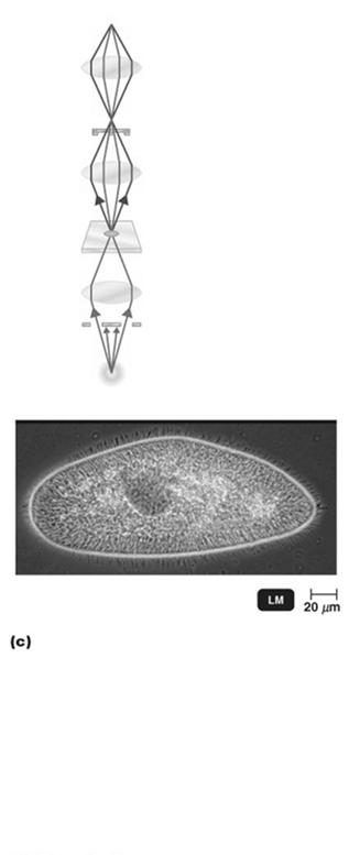 Figure 3.4c Brightfield, darkfield, and phase-contrast microscopy.