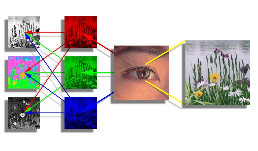 In the Brain: from RGB to LHS luminance hue saturation The eye has 3 types of photoreceptors: sensitive to red, green,