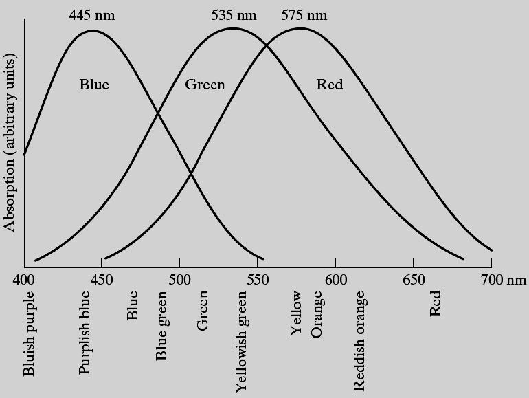 Absorption of light by the cones in the human eye The human eye contains 3 types of sensors named cones, sensible to blue, green and red light, respectively. Fig. 6.