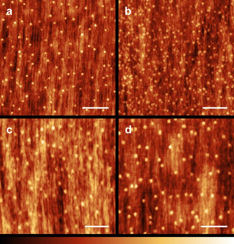 Figure S2. Additional AFM topography images of the surface of different silk strands produced by specimens A (a), B (b), C (c) and D (d).