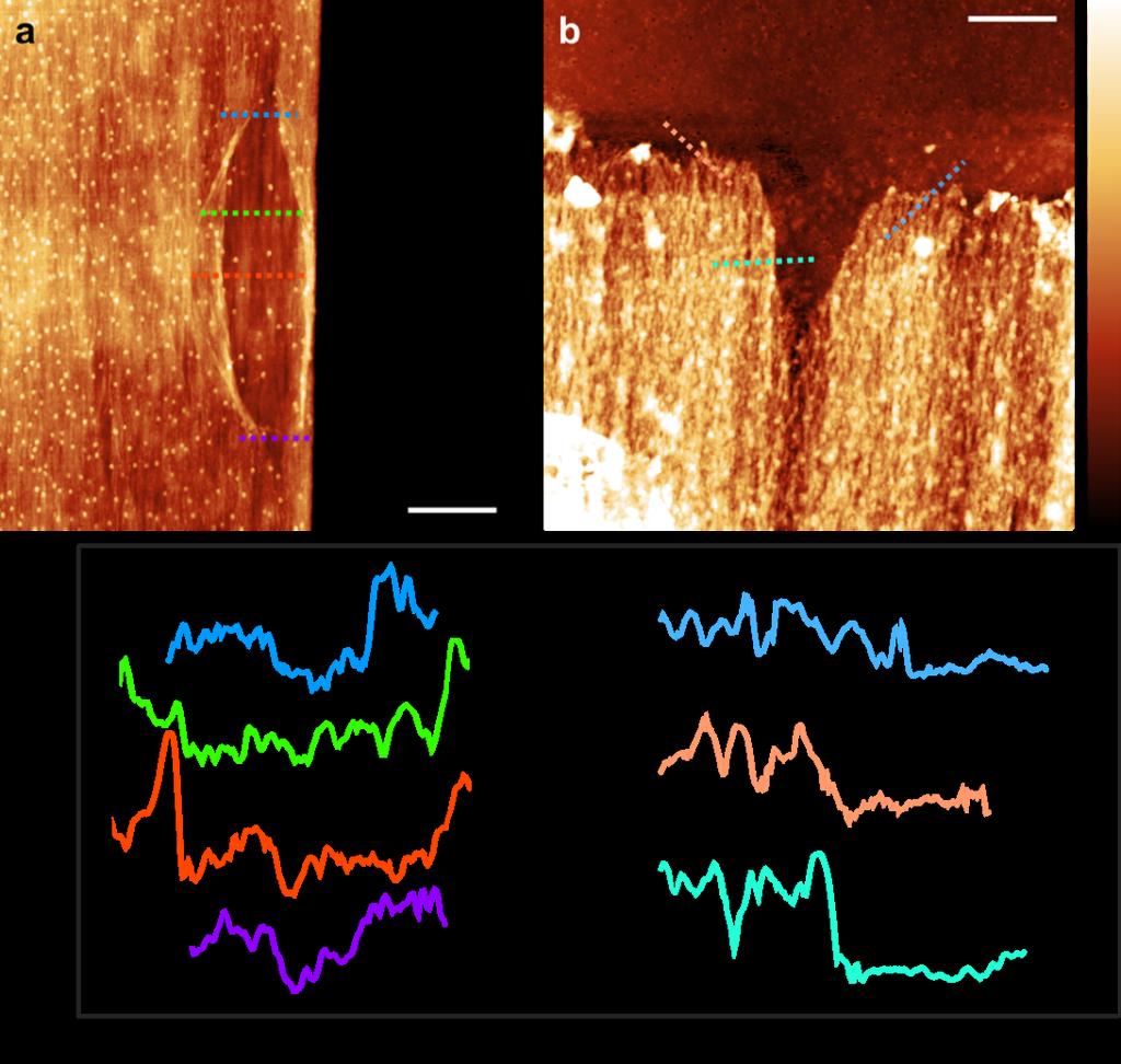 2.4 Thickness estimation of the single layer of nanofibrils Featured in the inset of Figure 2b in the main text, the AFM topography image shown here as Figure S5a exhibits an oval surface defect, at