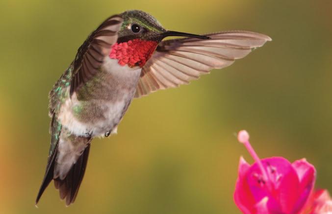 hummingbird, which is always impressive when the feathers are shinning.
