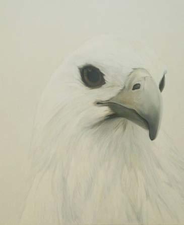 Hrdý holub - Proud Pigeon Pes -