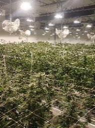 00/g) producer Pharma-grade, pesticide-free cannabis High Quality Indoor Cultivation