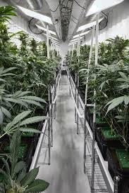 5 million to begin production Additional cultivation pods to be vendor financed Low cost < $2.