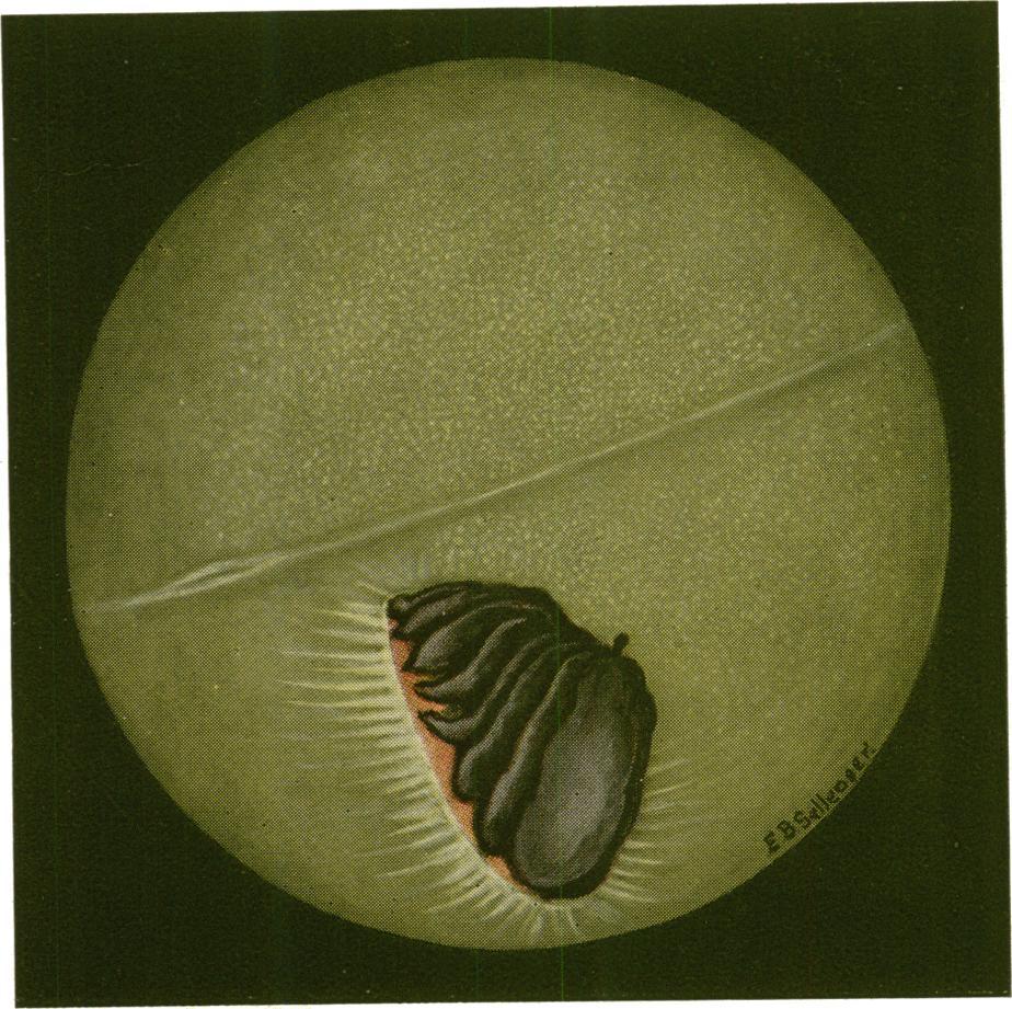 FIG. 3. Fundus of the right eye of the Albatross (Diotnedea catta cauita- Gould). Fixed specimen. FIG.
