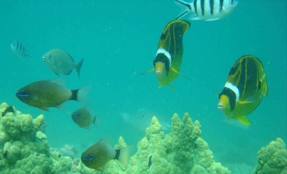 Fish Decline in corallivores at Bernier/ Dorre Is.