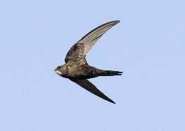 Conservation, a web-based advice service, helping to save Swifts and their habitats.