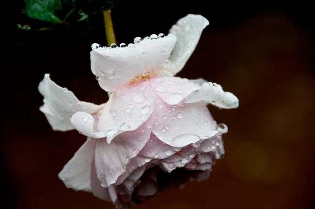 water on the rose with a Q-tip to attract a bee. Make raindrops on roses with a spray bottle.