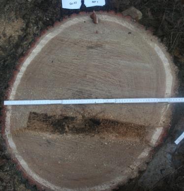3.4. Example 4: Detecting hardwood/sapwood using ERT Some tree species develop a distinct sapwood area.