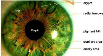 Figure.1 The Structure of the Human Eye 1.2 Advantages of Iris Recognition The physiological properties of irises are major advantage To using the mass a method of authentication.