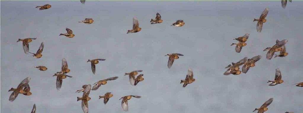 Individuals/h 500 Migration intensity of Songbirds in spring '09 Puttgarden - Land- and waterbird transect 571 n = 51,505 Individuals/h 500 Migration intensity of Songbirds