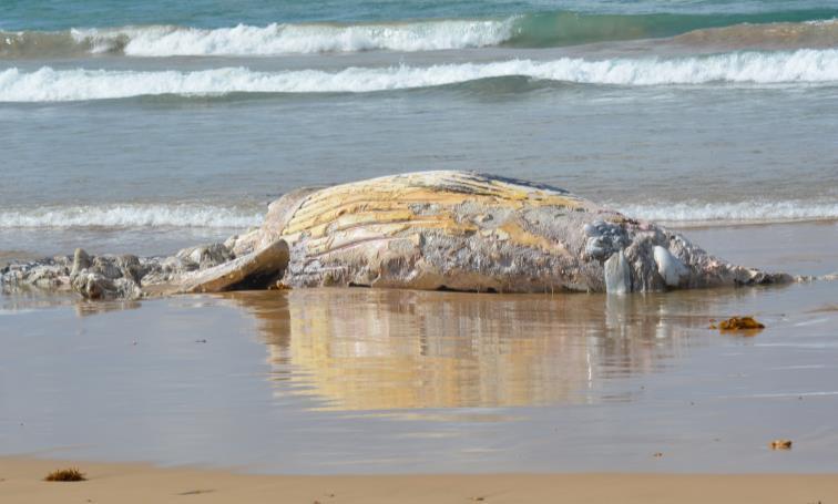 The whale was managed by government agencies with the assistance of volunteers before it was euthanised by a Zoos Victoria veterinarian. Species confirmation is still pending.