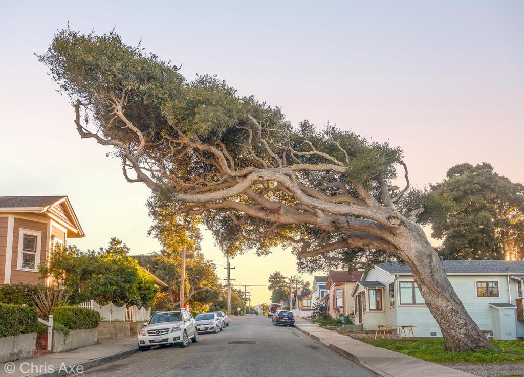 Story of this image This tree is in Pacific Grove just off Lighthouse down from Holman's.