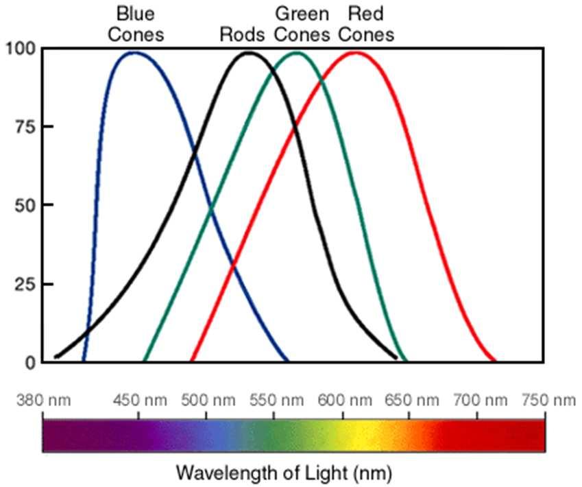 Humans have 3 kinds of cones: Red cones - sensitive to wavelengths Green cones - sensitive to wavelengths Blue cones = sensitive to wavelengths Nerve cells 2) How does your brain know what colours