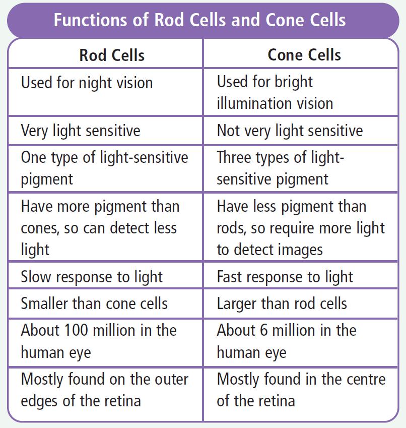Rods and Cones Part 1 Use the table at right to answer questions 1-2. Note: pigment is the chemical that detects light in light-sensitive cells 1) Why are rod cells more useful for night vision?