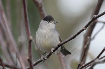 37. BLACKCAP Sylvia atricapilla Status in Jersey Common resident, migrant and winter visitor Trend at survey sites Stable Although suitable habitat at the five sites