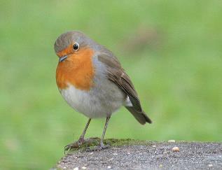52. EUROPEAN ROBIN Erithacus rubecula Status in Jersey Abundant resident and common autumn migrant Trend at survey sites Stable, possible increase European Robin numbers appear fairly stable in