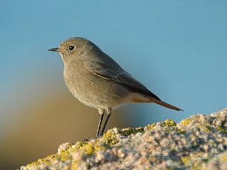 BLACK REDSTART Phoenicurus ochruros Status in Jersey Occasional breeding species, scarce winter visitor and late autumn migrant Trend at survey sites No trend discernible Black Redstart is a regular