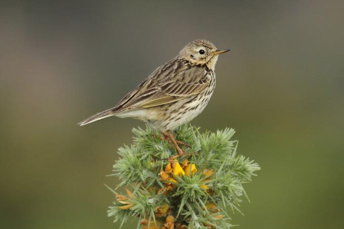 63. MEADOW PIPIT Anthus pratensis Status in Jersey Common resident, winter visitor and abundant migrant Amber status is given as safeguard to very localised breeding popula on.