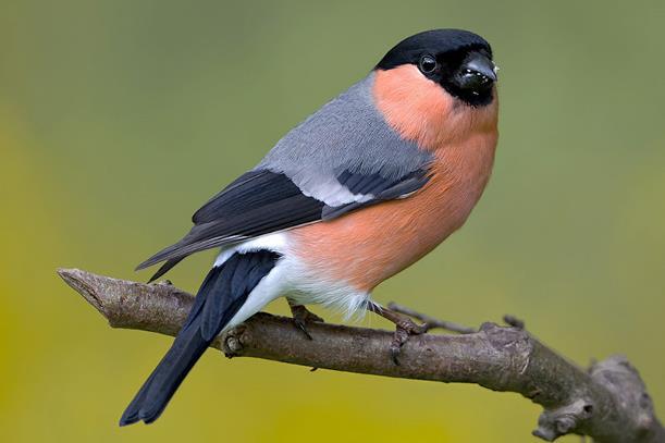 66. BULLFINCH Pyrrhula pyrrhula Status in Jersey Scarce and declining resident Trend at survey sites No trend discernible With limited suitable habitat at the survey sites Bullfinch was only