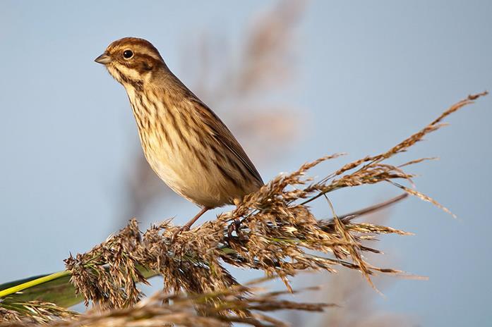 72. REED BUNTING Emberiza schoeniclus Status in Jersey Common migrant and winter visitor, former breeding species Trend at survey sites Decreasing Reed bun ng was only recorded at the survey sites