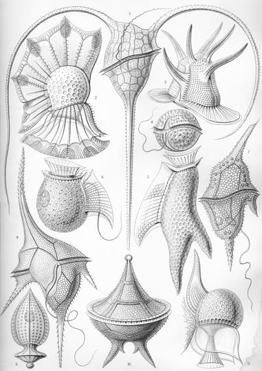 microorganisms (zooplankton) by the German biologist Ernst Haeckel (right). Flyer, 2010, sculpture by Davide (above and previous page).