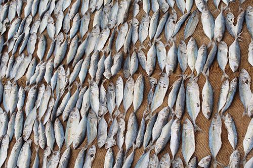 Dry fish industry Drying method is considered as the least expensive method of fish preservation.
