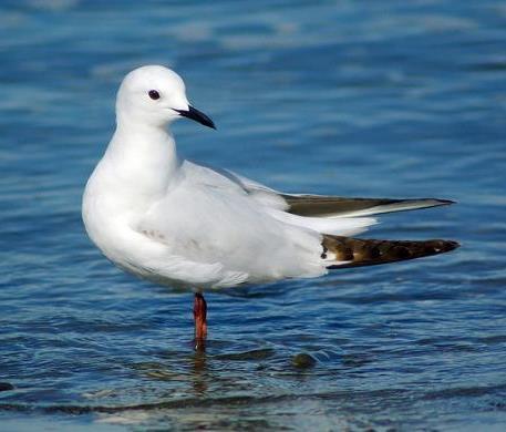 or population trends of black-billed gull (Larus bulleri) which is crucial for management decisions.
