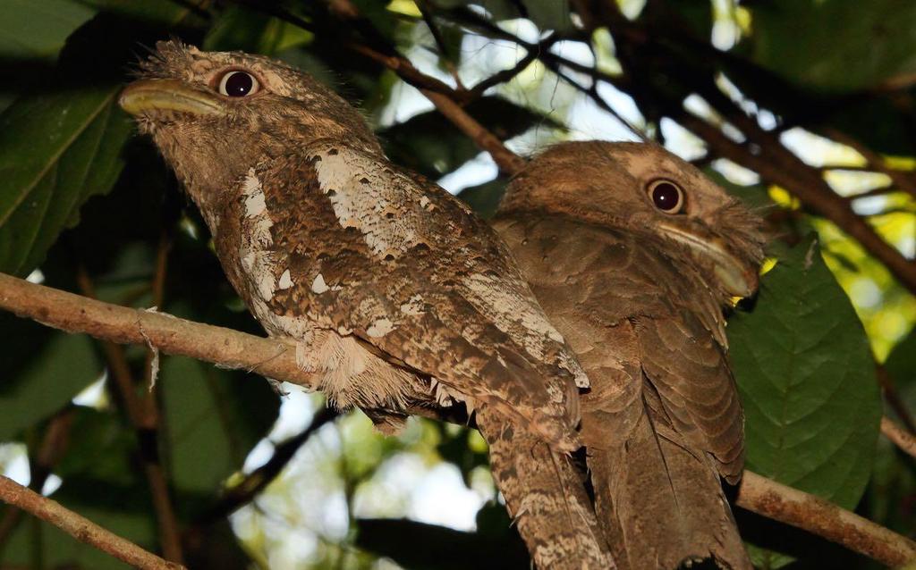 India Southern Exclusive Birding & Wildlife of the Western Ghats 19 th to 30 th January 2019 (12 days) Sri Lanka Frogmouth by Markus Lilje Hemming the rugged lands of southern India are the