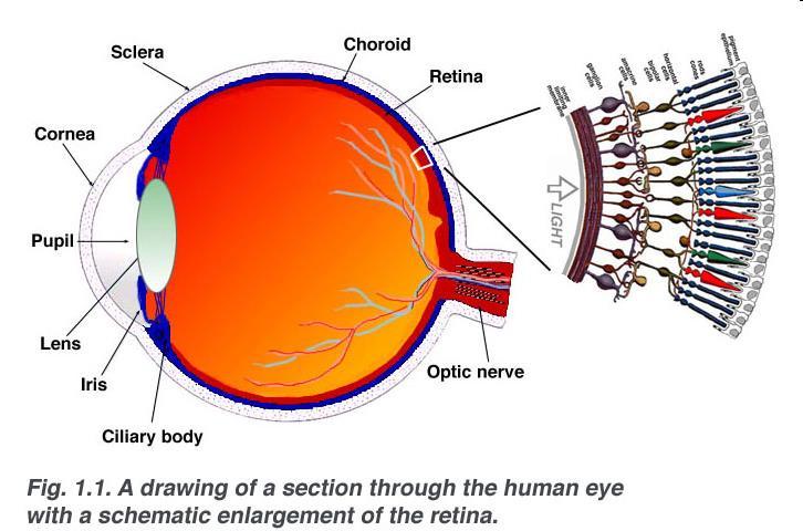 Most of the cones are located in the retina s central area (the macula).