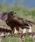 org Project description: Background Following reintroductions carried out in early 2010, the Kresna Gorge is now the second most important area for the griffon vulture (Gyps fulvus) in Bulgaria,