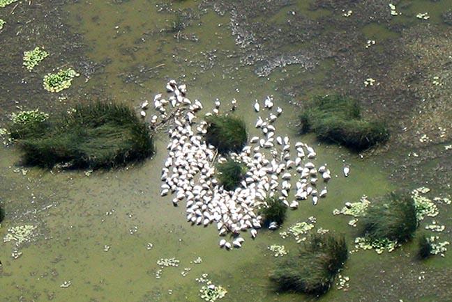 Aerial surveys were conducted mainly to look at the abundance and distribution of American White Pelicans along the Yakima River from its mouth to the town of Yakima.