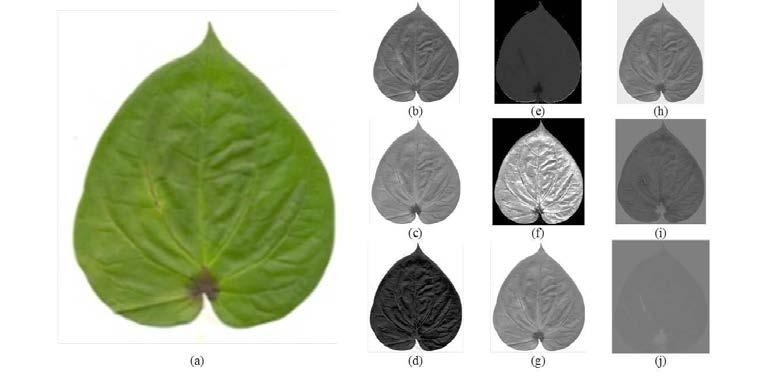 Amar Kumar Dey et al. / Procedia Computer Science 85 ( 2016 ) 748 754 751 2.2.2. Imagepreprocessing The digital version of the rotten leaf sample consists of a about 30% of leaf area and rest 70% is the background.