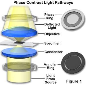 Phase Contrast Pros Can get contrast without losing resolution On living tissue, dead cells are