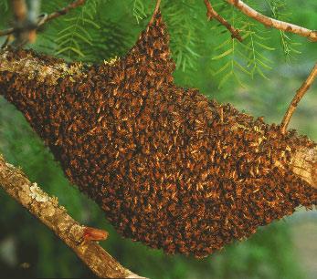 Sometimes there are too many bees in a hive. Then a queen leads some bees out to start a new hive.
