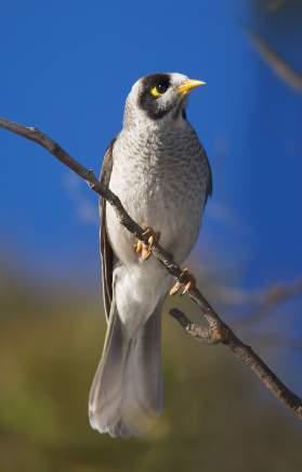 Noisy Miner control August 2017 program aimed to reduce competition and enhance the breeding habitat for the Regent Honeyeater (Goulburn River Biodiversity Area & Goulburn River National Park) Five