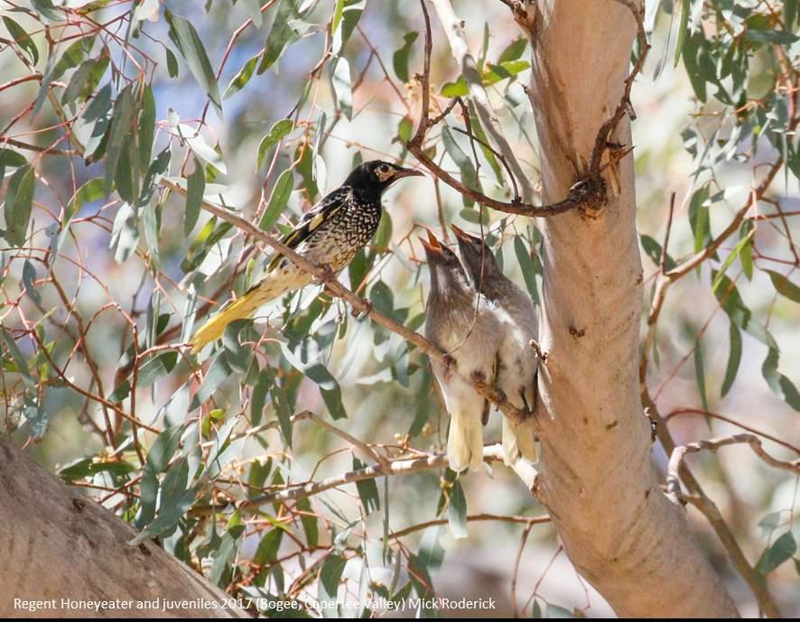 Regent Honeyeater (Anthochaera phrygia) Adult Juveniles 400 individuals left in the wild Widespread clearing of habitat Only a few key breeding regions remaining Feed mainly