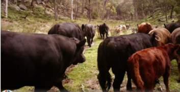 50 head of feral cattle and over 100 head of
